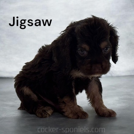 puppy, for, sale, Cocker Spaniel, Joe & Cherri  Overlease, dog, breeder, Miller, MO, dog-breeder, puppy-for-sale, forsale, nearby, find, puppyfind, locator, puppylocator, aca